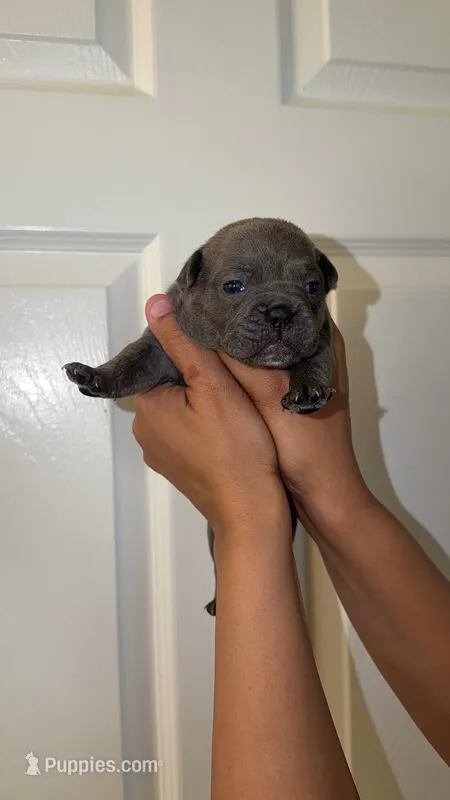 Tiny💓 – French Bulldog, American Bully puppy for sale in Somerset, NJ