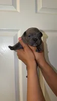 Tiny💓, a female French Bulldog and American Bully for sale in Somerset, NJ – 1 of 1
