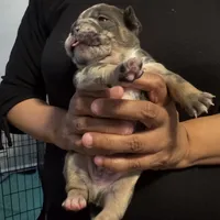 Fat Man🥰💙, a male French Bulldog and American Bully for sale in Somerset, NJ – 2 of 6