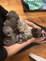 Fat Momma💜🐶, a female French Bulldog and American Bully for sale in Somerset, NJ – 2 of 2