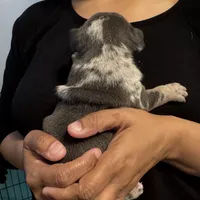 Fat Man🥰💙, a male French Bulldog and American Bully for sale in Somerset, NJ – 4 of 6