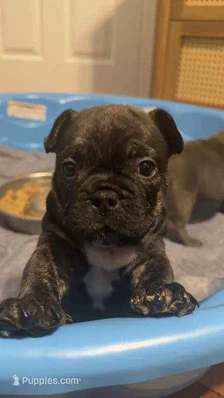 Gangsta🖤👑 – English Bulldog, French Bulldog puppy for sale in Somerset, NJ