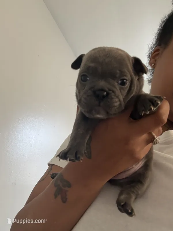 Tiny💓 – French Bulldog, American Bully puppy for sale in Somerset, NJ