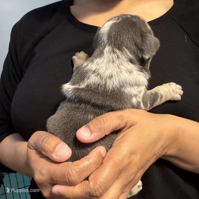 Fat Man🥰💙 – French Bulldog, American Bully puppy for sale in Somerset, NJ