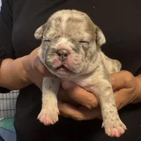 Mr. Light Skin😍🩵, a male French Bulldog and American Bully for sale in Somerset, NJ – 2 of 5