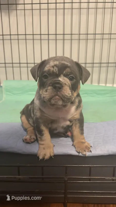Fat Man🥰💙 – English Bulldog, French Bulldog puppy for sale in Somerset, NJ