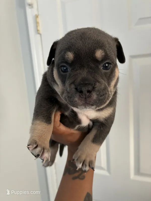 Fat Momma💜🐶 – French Bulldog, American Bully puppy for sale in Somerset, NJ