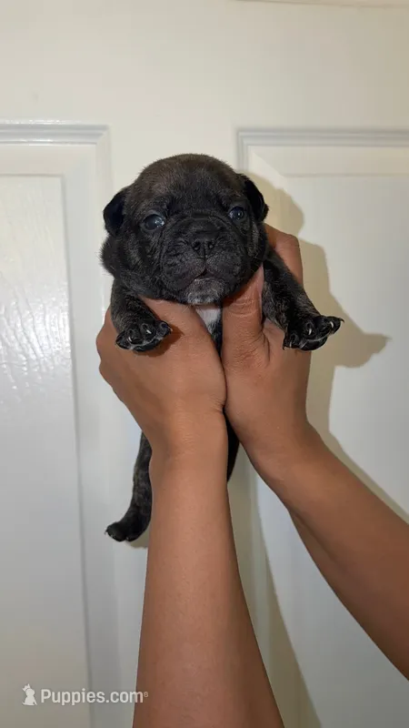 Gangsta🖤👑 – French Bulldog, American Bully puppy for sale in Somerset, NJ