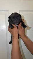 Gangsta🖤👑, a male French Bulldog and American Bully for sale in Somerset, NJ – 1 of 1