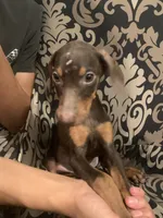 Sylvie , a female Doberman Pinscher for sale in West Covina, CA – 3 of 3