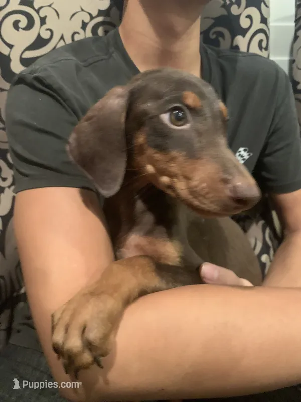 Mimi – Doberman Pinscher puppy for sale in West Covina, CA