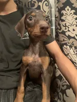 Sylvie , a female Doberman Pinscher for sale in West Covina, CA – 2 of 3