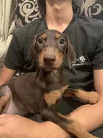 Mimi, a female Doberman Pinscher for sale in West Covina, CA – 2 of 3