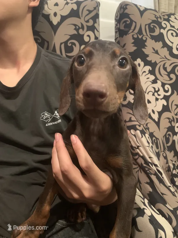 Layla – Doberman Pinscher puppy for sale in West Covina, CA