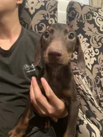 Layla, a female Doberman Pinscher for sale in West Covina, CA – 1 of 3
