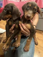 Bear, a male Doberman Pinscher for sale in West Covina, CA – 2 of 4