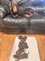 Bear, a male Doberman Pinscher for sale in West Covina, CA – 3 of 4