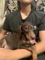 Layla, a female Doberman Pinscher for sale in West Covina, CA – 2 of 3