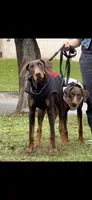 Bear, a male Doberman Pinscher for sale in West Covina, CA – 4 of 4