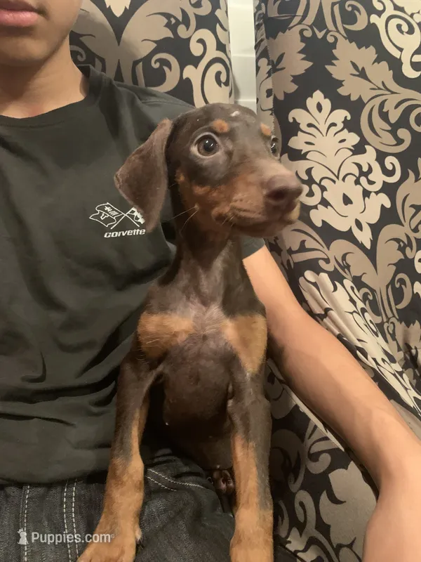 Sylvie  – Doberman Pinscher puppy for sale in West Covina, CA