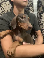 Benji, a male Doberman Pinscher for sale in West Covina, CA – 1 of 3