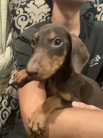 Benji, a male Doberman Pinscher for sale in West Covina, CA – 3 of 3