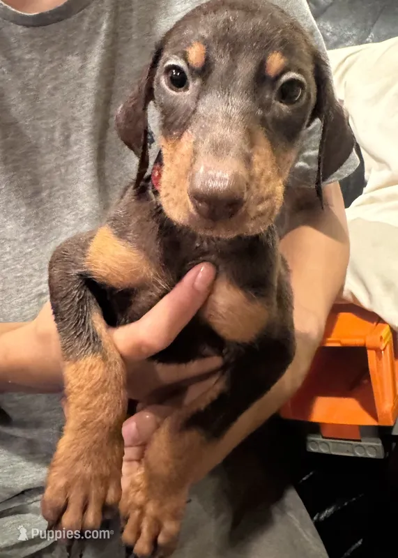 Bear – Doberman Pinscher puppy for sale in West Covina, CA
