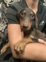 Mimi, a female Doberman Pinscher for sale in West Covina, CA – 3 of 3
