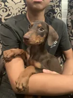 Benji, a male Doberman Pinscher for sale in West Covina, CA – 2 of 3