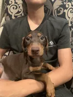 Layla, a female Doberman Pinscher for sale in West Covina, CA – 3 of 3