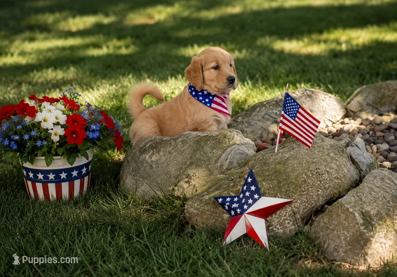 Ice cream (pink collar) – Golden Retriever puppy for sale in McConnellsburg, PA