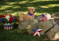 Ice cream (pink collar), a female Golden Retriever for sale in McConnellsburg, PA – 2 of 3