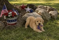 Rocket Aka gray collar , a male Golden Retriever for sale in McConnellsburg, PA – 3 of 4