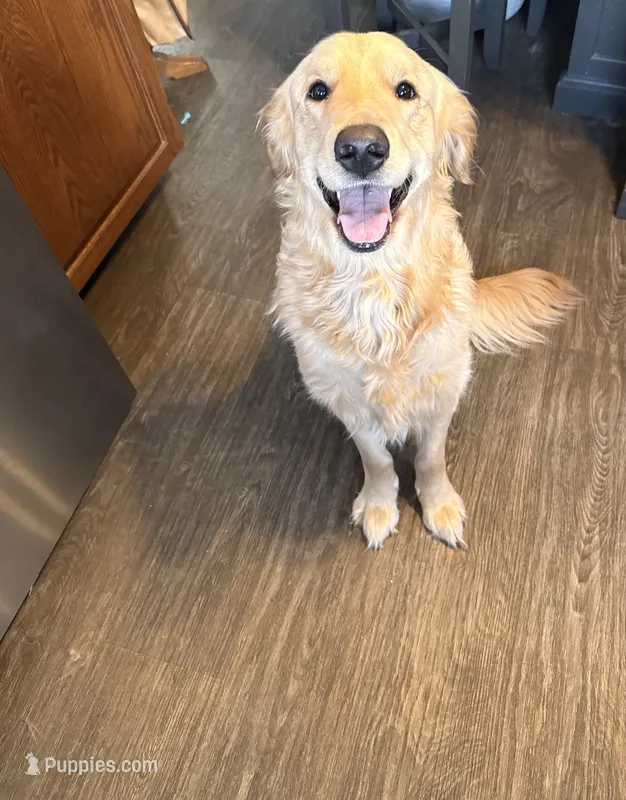Maxx – Golden Retriever puppy for sale in McConnellsburg, PA
