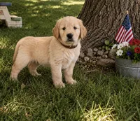 Chocolate aka brown collar, a male Golden Retriever for sale in McConnellsburg, PA – 2 of 3