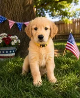 Sunshine a.k.a. yellow collar, a male Golden Retriever for sale in McConnellsburg, PA – 1 of 3