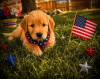 Rosalina aka red collar, a female Golden Retriever for sale in McConnellsburg, PA – 3 of 3