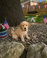 Sunshine a.k.a. yellow collar, a male Golden Retriever for sale in McConnellsburg, PA – 3 of 3