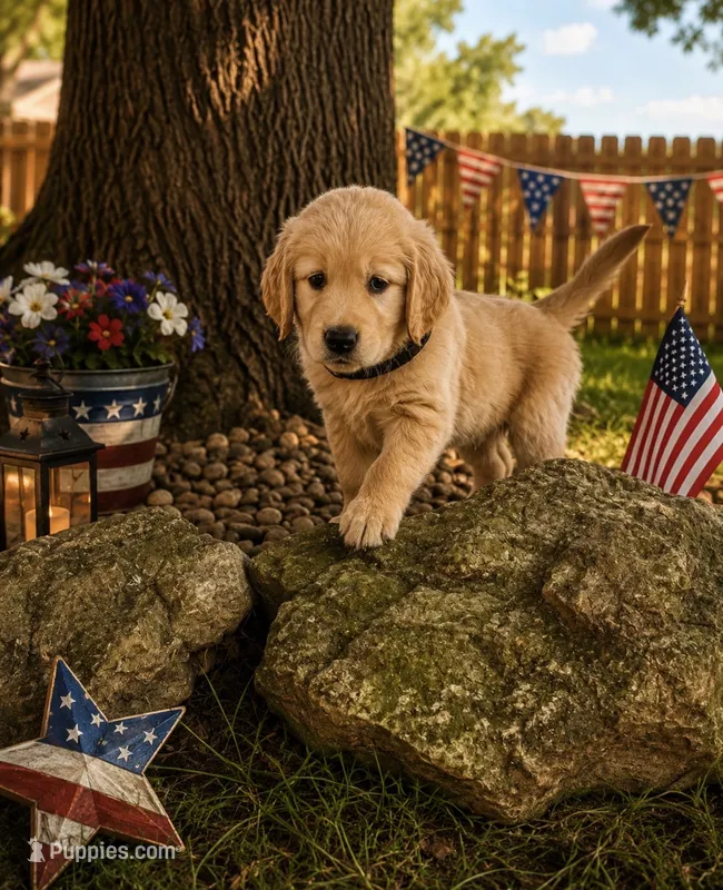 Coal aka black collar – Golden Retriever puppy for sale in McConnellsburg, PA