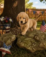 Coal aka black collar, a male Golden Retriever for sale in McConnellsburg, PA – 1 of 3