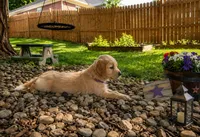 Banana, a.k.a. purple collar, a female Golden Retriever for sale in McConnellsburg, PA – 3 of 4