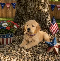 Banana, a.k.a. purple collar, a female Golden Retriever for sale in McConnellsburg, PA – 1 of 4