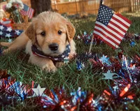Rocket Aka gray collar , a male Golden Retriever for sale in McConnellsburg, PA – 1 of 4