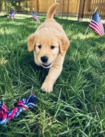 Coal aka black collar, a male Golden Retriever for sale in McConnellsburg, PA – 2 of 3