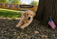 Coal aka black collar, a male Golden Retriever for sale in McConnellsburg, PA – 3 of 3