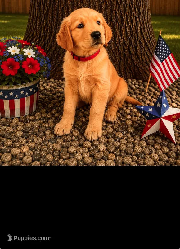 Rosalina aka red collar – Golden Retriever puppy for sale in McConnellsburg, PA