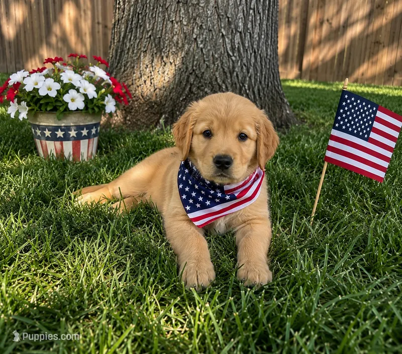 Ice cream (pink collar) – Golden Retriever puppy for sale in McConnellsburg, PA