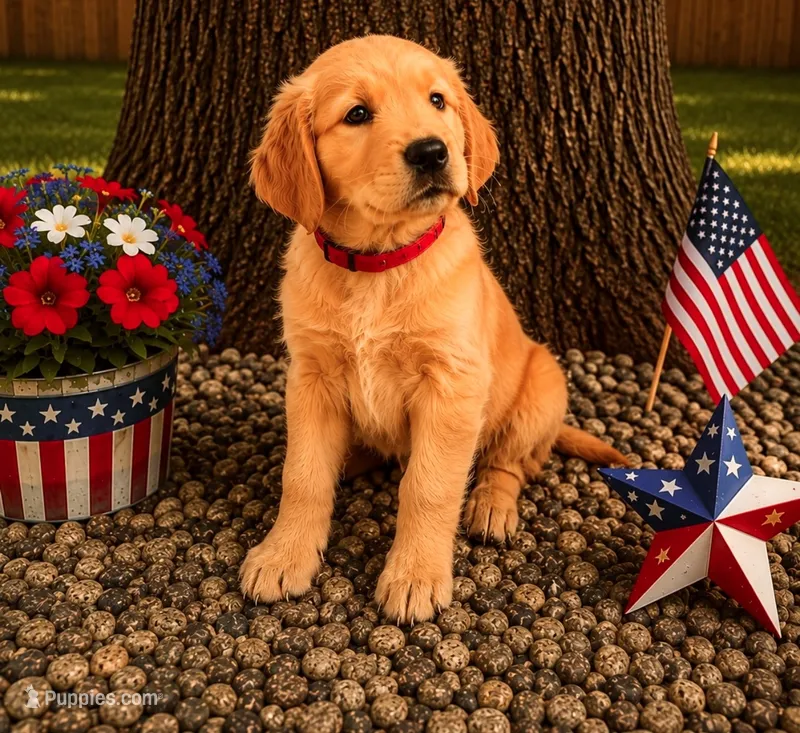 Rosalina aka red collar – Golden Retriever puppy for sale in McConnellsburg, PA