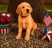 Rosalina  red collar, a female Golden Retriever for sale in McConnellsburg, PA – 1 of 4