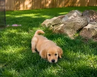 Ice cream (pink collar), a female Golden Retriever for sale in McConnellsburg, PA – 3 of 3